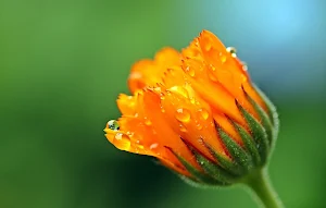 Marigold Flower Wallpapers Screenshot 2