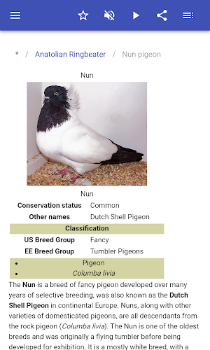 Breeds of pigeons Screenshot 2