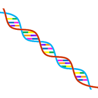 Human Genes