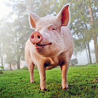 Pig Sounds