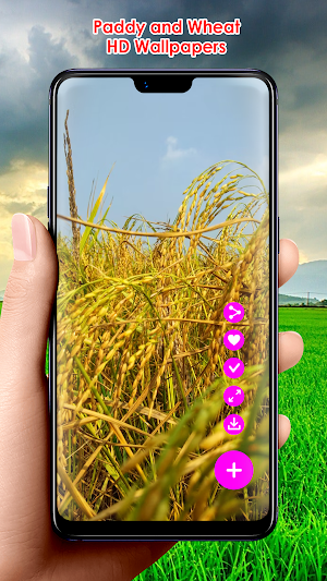 Paddy and Wheat HD Wallpapers Screenshot 0