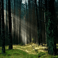 Forest Sounds