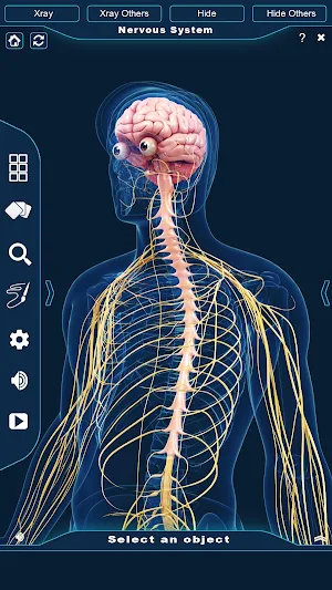 Nervous System Anatomy Pro. Screenshot 2