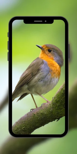 Bird Cute Wallpaper Screenshot 0