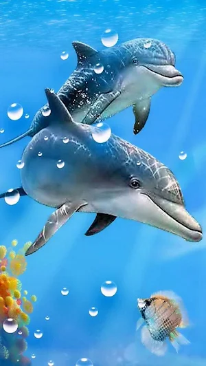 Dolphin Wallpapers Screenshot 3