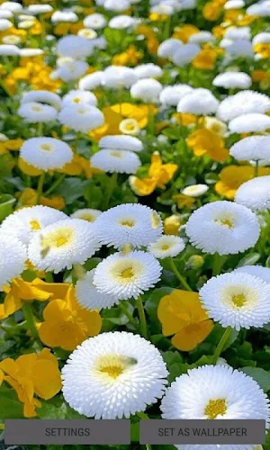White Flowers Butterfly LWP Screenshot 0