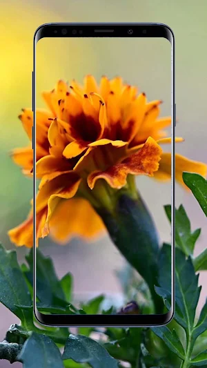 Marigold Flower Wallpapers Screenshot 2