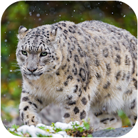 Snow Leopard Wallpapers