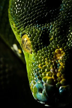Bamboo Pit Viper Wallpapers Screenshot 3
