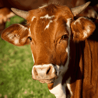 Cows Wallpaper HD