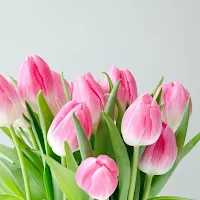 Wallpaper Tulip