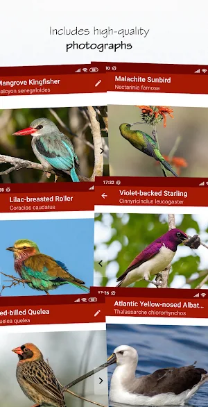 Sasol eBirds Southern Africa LITE Screenshot 3