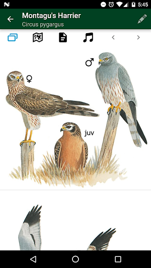 Birds of North Africa Screenshot 2