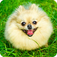 Dog Stickers