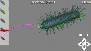 3D Gram Bacteria Explorer Screenshot 2
