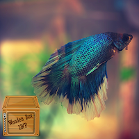 betta fish moving wallpaper