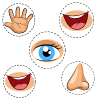 Human Body Parts Kids Learning