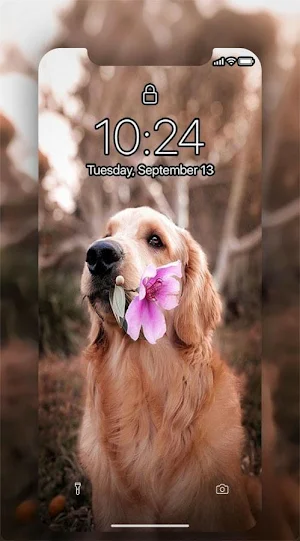 cute Dogs Live Wallpapers 4K Screenshot 2