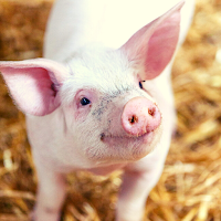 Pig Ringtone