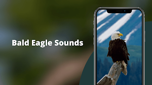 Bald Eagle Sounds Screenshot 1