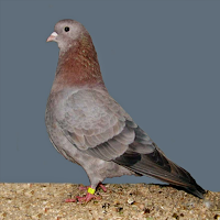 Pigeon Sounds