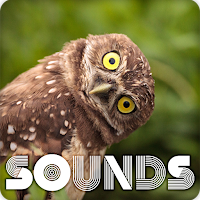 Owl Bird Sound Ringtones