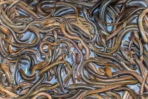 Eel Cultivation Screenshot 3