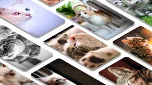 Kittens and cats wallpapers Screenshot 1