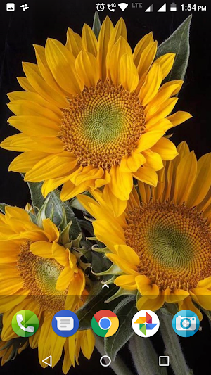 Sunflower Wallpaper Hd Screenshot 2