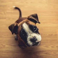 Dogs Wallpapers