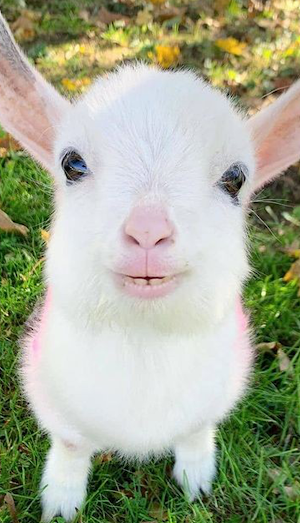 Papéis de Parede com Animais de Fazenda em HD Screenshot 0