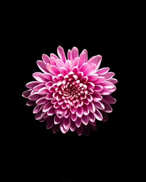 Black Floral Wallpapers Screenshot 2