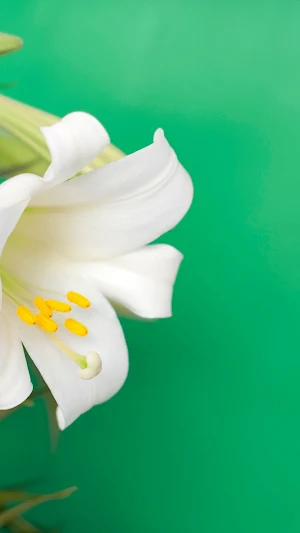 Easter Lily Wallpaper Screenshot 0