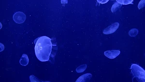 Jellyfish TV Screensaver Screenshot 3