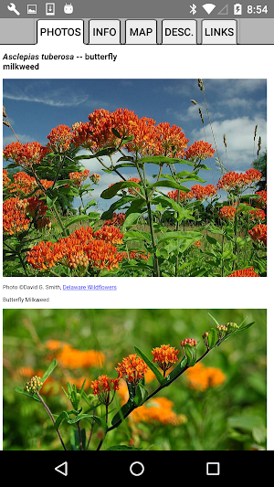 Louisiana Wildflowers Screenshot 3