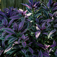 Persian Shield Wallpapers