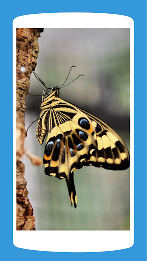 Butterfly Wallpaper Aesthetic HD 4K Screenshot 1