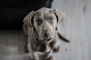 Puppy wallpapers Screenshot 3