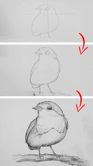 How To Draw Birds Step by Step Screenshot 2