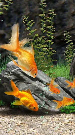 Aquarium Video Wallpaper Screenshot 3