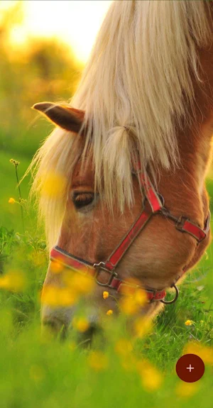 10000 Animals Wallpapers Screenshot 2