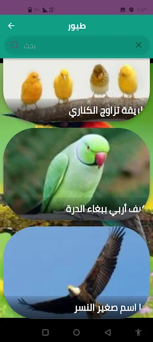 طيور Screenshot 2