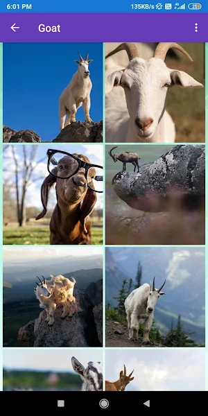 Cow, Goat Wallpapers Screenshot 2