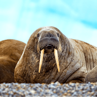 Walrus Sounds
