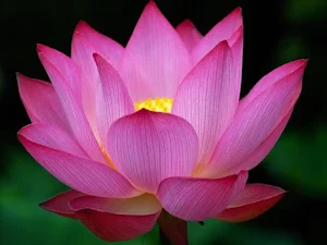 🌷🌷Pictures of Flowers: Beautiful Images To Share Screenshot 0