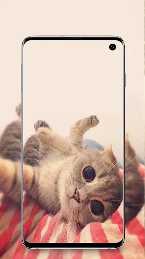 cute animals wallpaper Screenshot 1