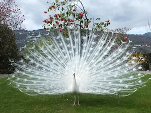 White peacock wallpapers Screenshot 1