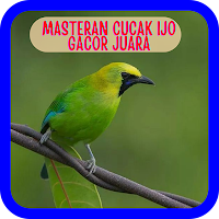 Masteran Cucak Ijo Gacor Juara