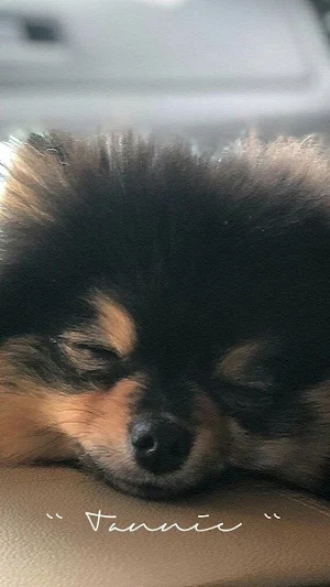 Pomeranian Dog Wallpapers Screenshot 3