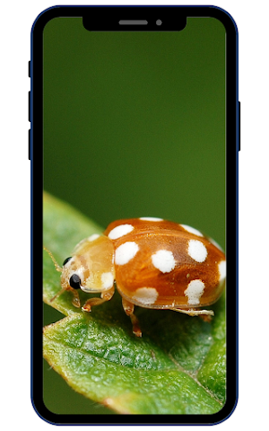 Insect Wallpapers Screenshot 3